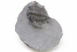 2.2" Spiny Delocare (Saharops) Trilobite - Bou Lachrhal, Morocco - #199004-2